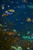 Fototapeta Do akwarium - Ripley's Aquarium of the Smokies in Gatlinburg with a big tanks with fish