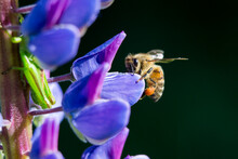 Honey Bee Collecting Nectar And Pollen From Wild Lupine Flower