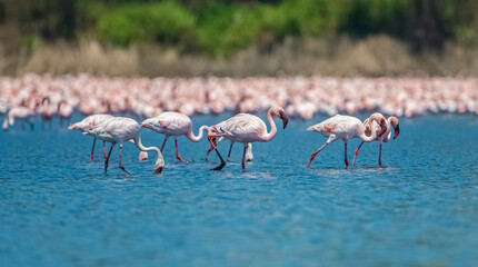 Thousands of lesser Pink migratory Flamingos standing in shallow water at wetlands of Navi Mumbai