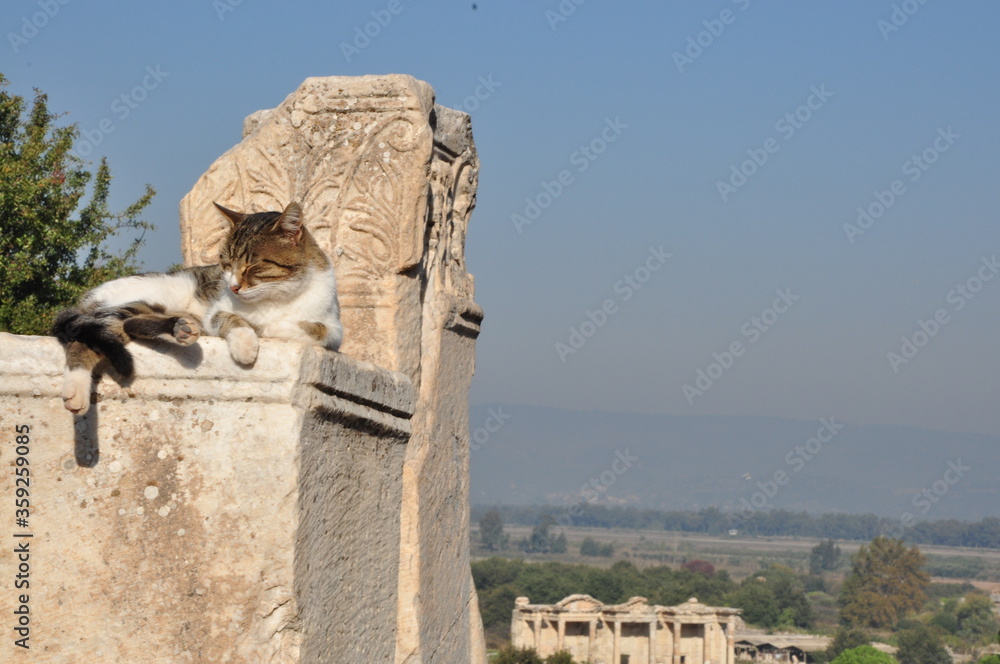 Roman Riding Cat CATS IN ANCIENT ROMAN RUINS Stock Photo | Adobe Stock