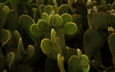 Wall Mural - Desert flora. Yellow Opuntia microdasys or Angel Wings cactus closeup. Thorny leaves with beautiful texture.