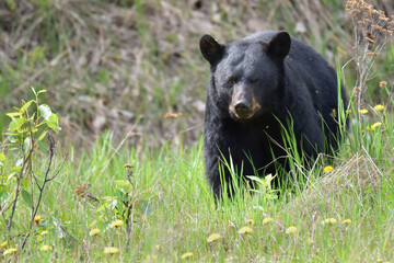 an adult alaska black bear grazes in a field of dandelions.
