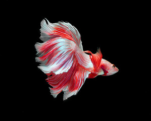 Wall Mural - Red and white color dragon siamese fighting fish, betta fish isolated on black background. Capture the moving moment of crown tail siamese fighting fish, Betta splendens.in Thailand.