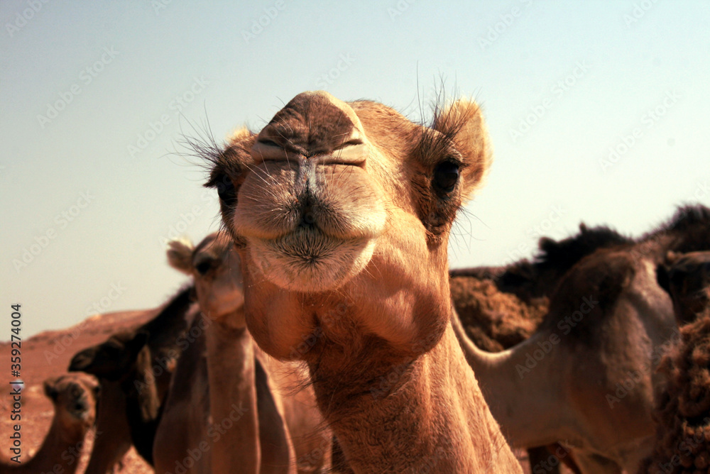 Camel Tunisia Desert Sahara - obrazy, fototapety, plakaty 