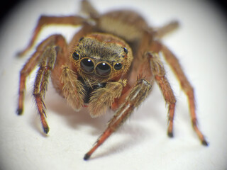 six-eyed brown spider