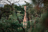 Fototapeta Sawanna - Giraffe looks at the camera through some trees