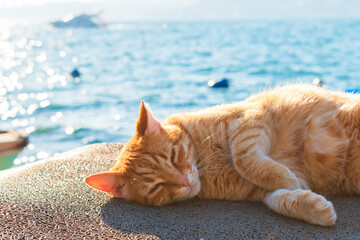 Yellow and red colored cat sitting on the beach. Stray cat sleeping on the beach, fishing dock. Yellow, red and orange stray cat.