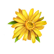 Arnica Yellow Flower Digital Art Illustration. Blooming Flowers And Green Leaves. Mountain Tobacco, Leopards Bane And Wolfsbane, Genus Aconitum. Bucculatrix Arnicella, Arnica Montana Herb Plant.