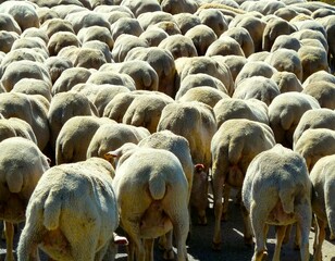 Sheep sheep, animal, farm, herd, field, agriculture, grass, flock, nature, animals, meadow, white, wool, lamb, green, farming, livestock, pasture, rural, cow, cattle, countryside, grazing, 