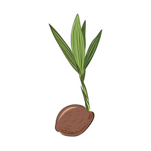 New Born Coconut. Vector Illustration Of A Nut. Sprout And The Beginning Of Life Of A Tree In The Style Of Hand Drawing.