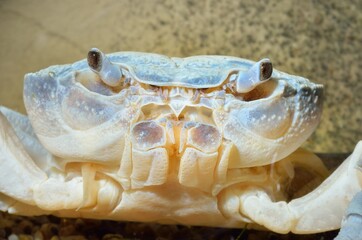 Albino river crab Potamon sp. in natural environment, extreme close-up. Zoology, carcinology, environmental protection in Italy