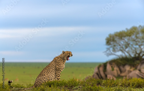 Cheetah male walking and looking for prey Wallpaper Mural