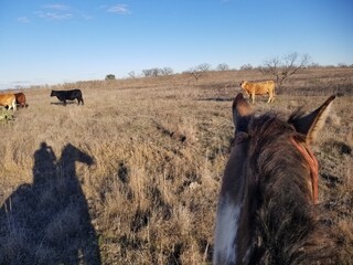 Shadow Horse Ride 2