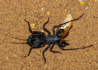 Whip Scorpion is an arachnid, related but not a true scorpion. A nocturnal predator very useful in controlling cockroach and termite population, the latter here been consumed. Nicknamed Vinegaroo.