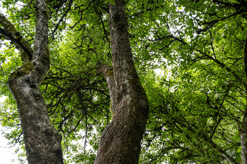 Canvas Print - thick tree trunk with cracked and moss covered barks under green foliage