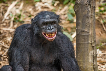 Canvas Print - Portrait of smiling Bonobo. Close up. Scientific name: Pan paniscus. Democratic Republic of Congo. Africa.