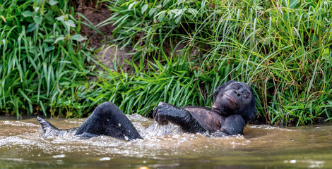 Canvas Print - Bonobo resting, lying flat in the water. Scientific name: Pan paniscus, sometimes called the pygmy chimpanzee. Democratic Republic of Congo. Africa