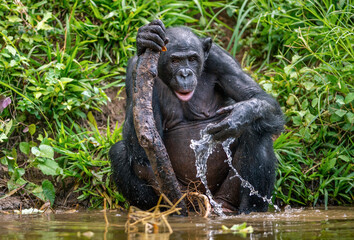 Wall Mural - bonobo drinking water from the pond. the bonobo, scientific name: pan paniscus, earlier being called