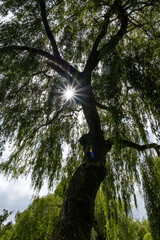 Wall Mural - sun shining through the dense foliage of willow tree in the park showing a cool star burst