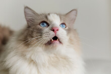 Fat Grey Ragdoll Cat Look Up, Sad Face,  Blue Eyes, Long Hair