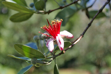 Wall Mural - Feijoa blooms in summer (Acca sellowiana)