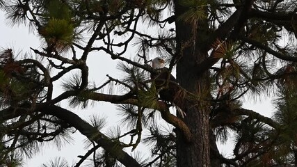 Wall Mural - bald eagle in a tree