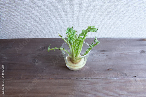 大根の水耕栽培 Foto De Stock Adobe Stock