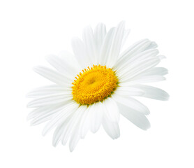 Wall Mural - One daisy or chamomile isolated on white background