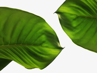 tropical two leaves in a white background.