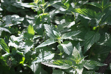 Nettle Thickets In The Shade