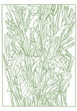 Fototapeta Dziecięca - Green Ink Drawing illustration of aster flowers with leaves