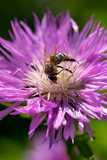 Fototapeta Pokój dzieciecy - lilac flower with a bee