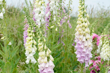 Colorful Flowering Foxglove In In The Nature