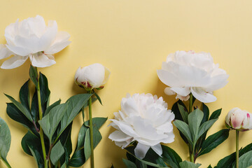 Fotomurales - White elegant peony on the yellow background