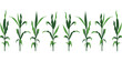 Corn Stalks Vector Illustration Isolated on White