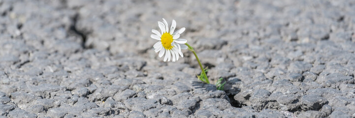 beautiful daisy grows through a crack in the asphalt