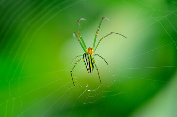 wild spider