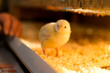 A Lone Broiler Chick Looks At The Camera With Interest. Shallow Depth Of Field.