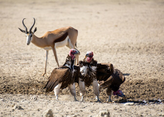 Wall Mural - Lappet-faced Vultures