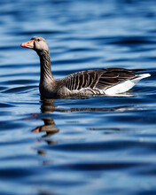 High Resolution Photo Of Geese. Feeding Goose In The Fjords Of Oslo. Nice Bokeh Effect