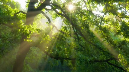 Fototapete - Beautiful summer morning in the forest. Sun rays break through the foliage of magnificent green tree. Magical summer forest