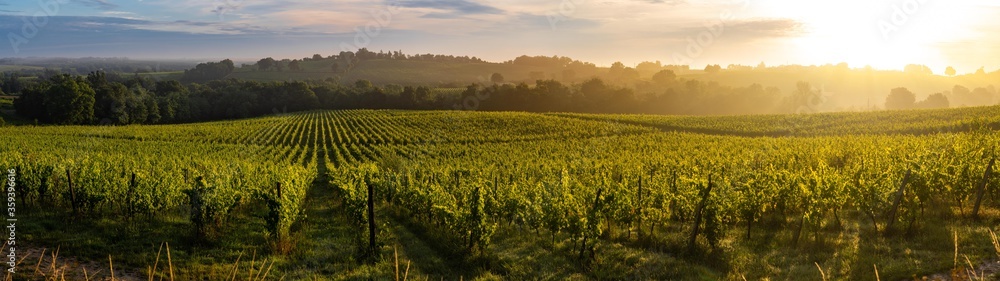 Sunset landscape, Bordeaux wineyard, Langoiran, france - obrazy, fototapety, plakaty 