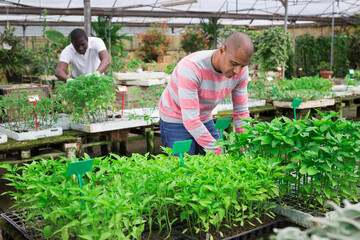 Wall Mural - Latino man checking seedlings in garden center