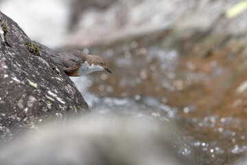 Wall Mural - The dipper looking for food (Cinclus cinclus)