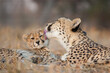 Female cheetah licking her baby cheetah's cheek in Kruger Park South Africa