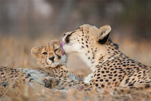 Female Cheetah Licking Her Baby Cheetah's Cheek In Kruger Park South Africa