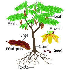 Wall Mural - parts of tamarind plant isolated on a white background.