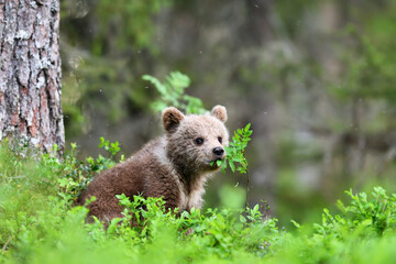 Wall Mural - brown bear cub in the forest eating leaves from a young tree