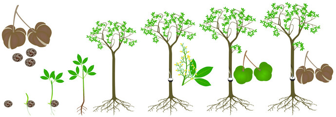 Wall Mural - Cycle of growth of rubber tree Hevea brasiliensis plant on a white background.