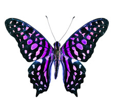 Beautiful Flying Purple And Black Butterfly Isolated On White Background